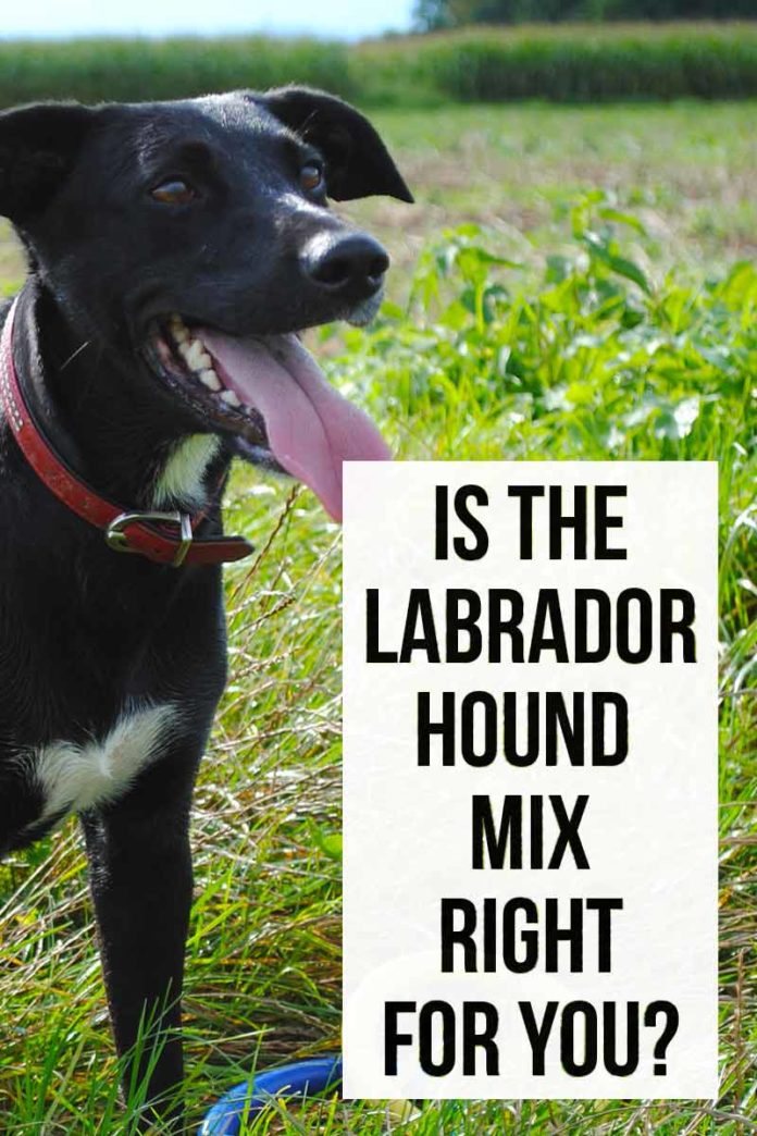 Lab Hound Mix A Complete Guide To Labrador Hound Mix Breed Dogs