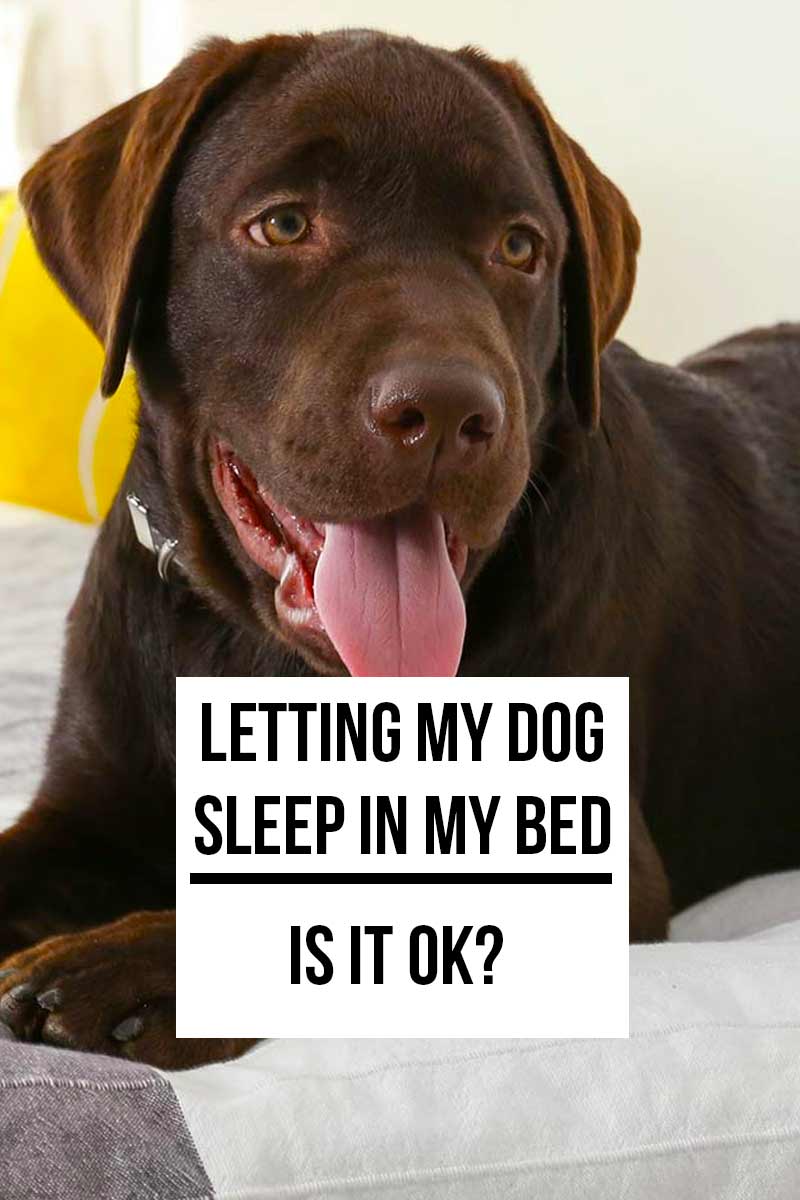 Letting my dog sleep in bed - Is it ok? - Guide for living with dogs.