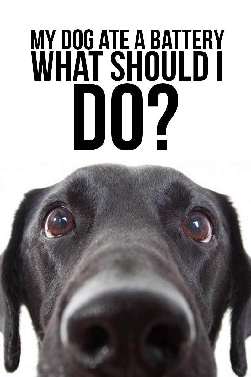 My dog ate a battery what should I do? - Dog health guide.