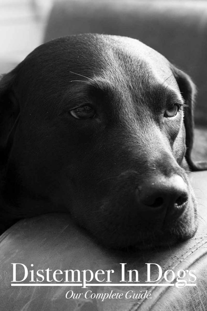 Distemper In Dogs Infection, Symptoms, Prognosis And Vaccinations