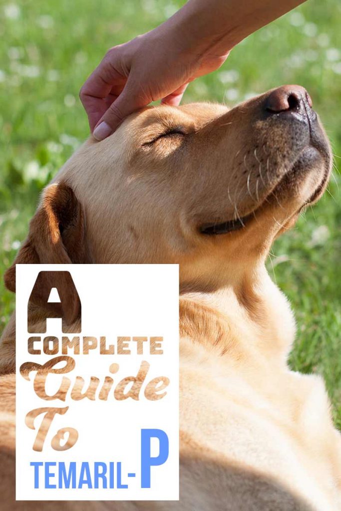 Temaril P For Dogs A Complete Guide To Your Dog's Prescribed Drug