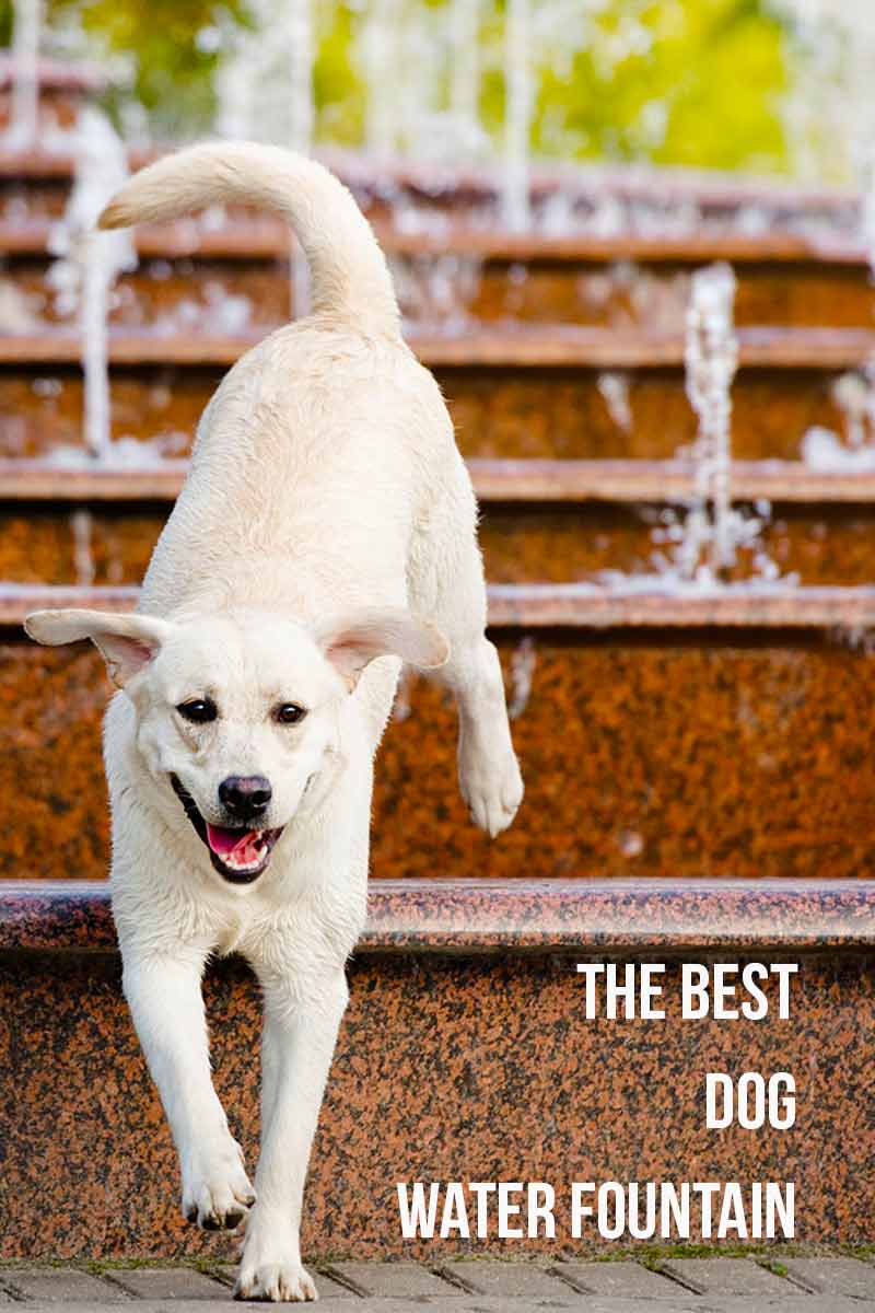 Best Dog Water Fountain Options Small To Large, Manual To Automatic