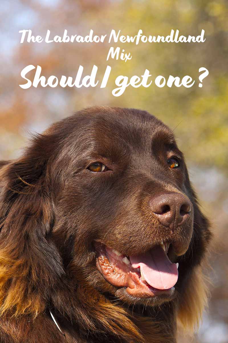 newfoundland lab mix size