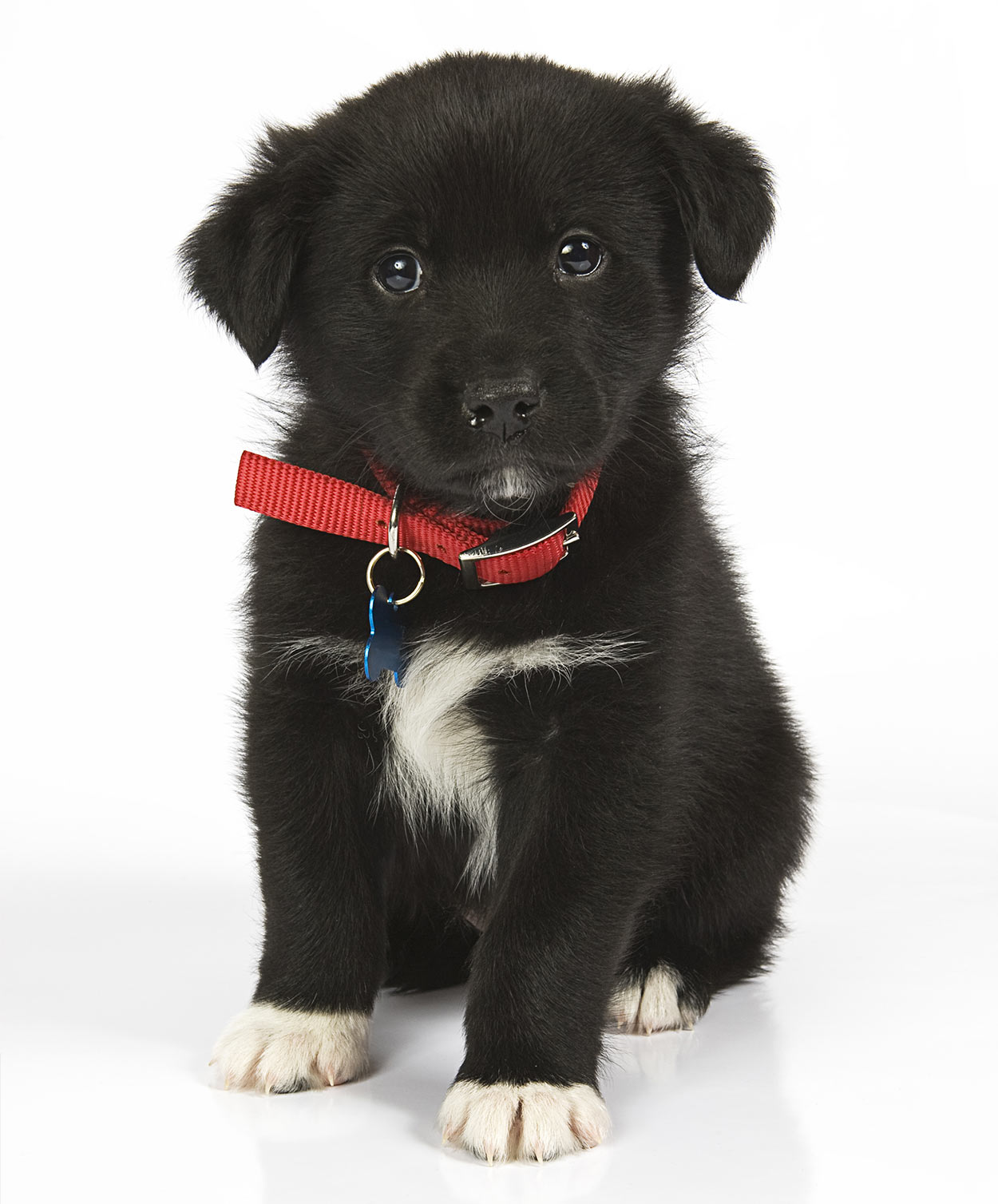 black lab australian shepherd mix for sale