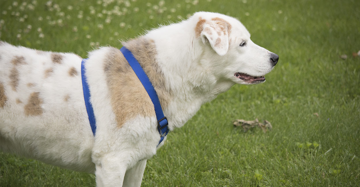 Australian Shepherd Lab Mix Your Guide To The Aussiedor