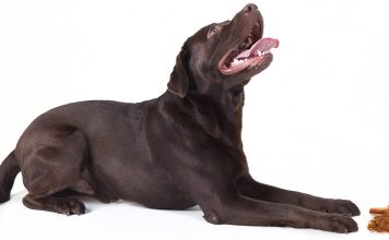 can dogs eat cinnamon the labrador site can dogs eat cinnamon the labrador site