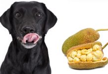 can dogs eat jackfruit