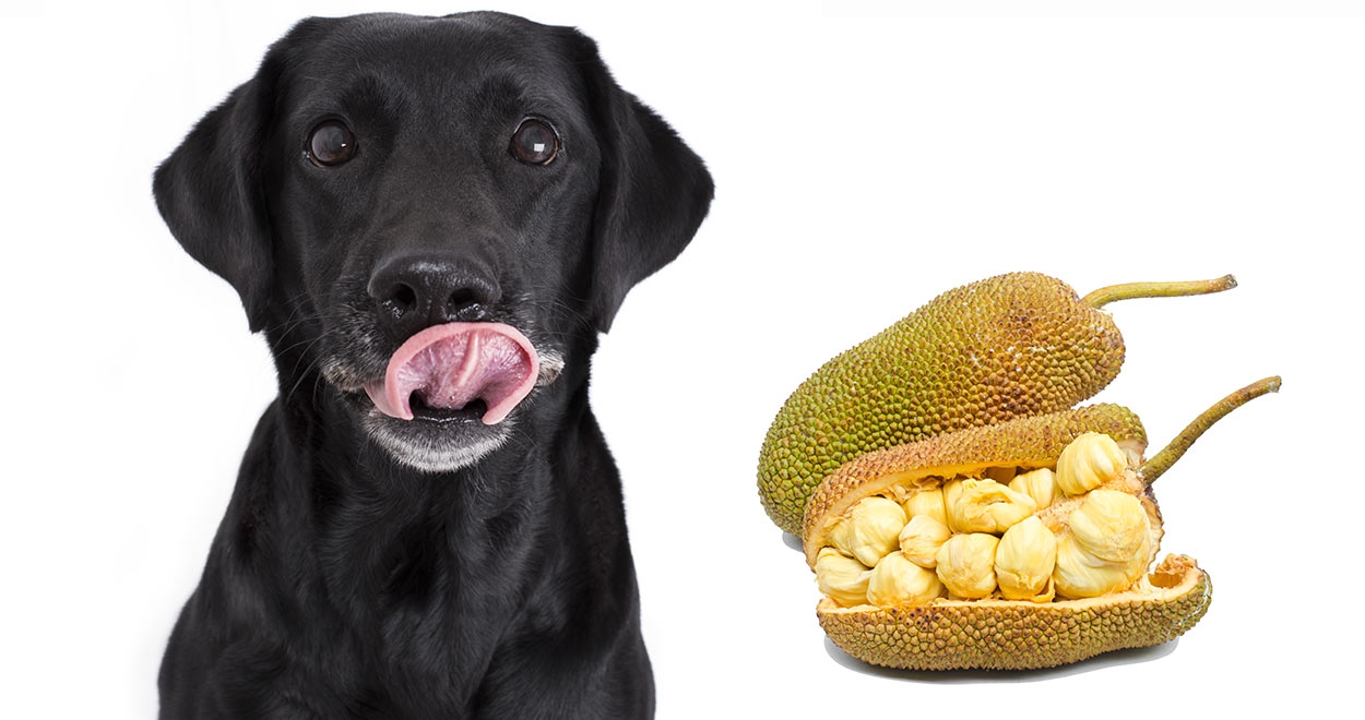 Can Dogs Eat Jackfruit - Or Is It Bad For Them To Share?