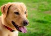 can dogs eat tuna cone buster collars collars and comfy cones we help you choose can dogs eat tuna cone buster collars collars and comfy cones we help you choose