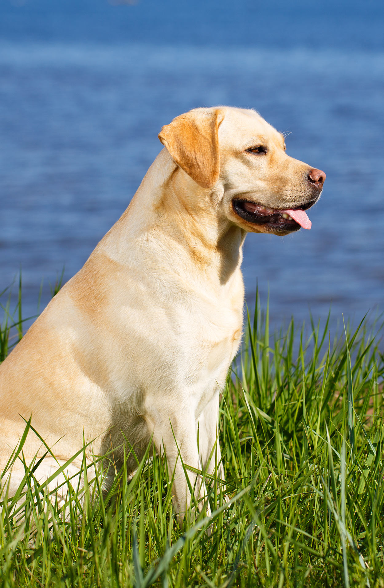 tuna is good for dogs