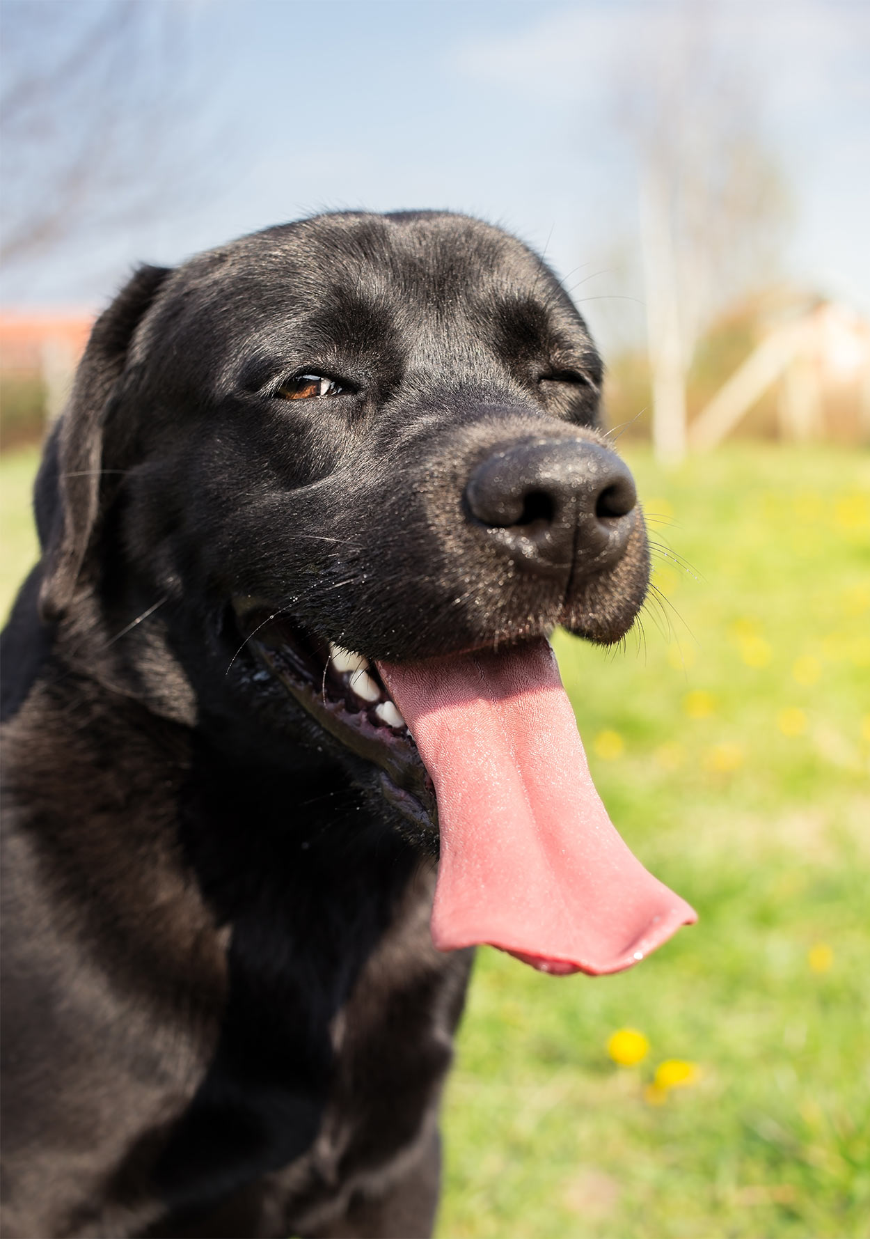 dog conjunctivitis treatment over the counter