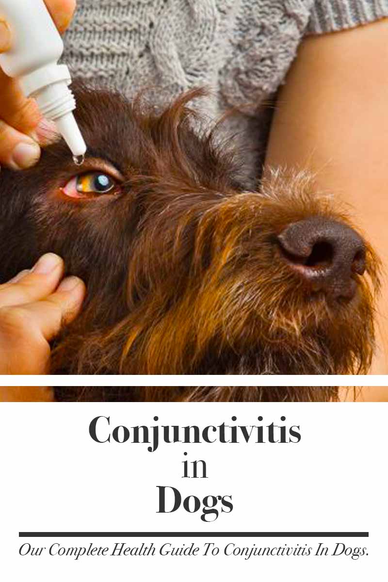 Conjunctivitis In Dogs Symptoms, Treatment And Avoiding Catching It