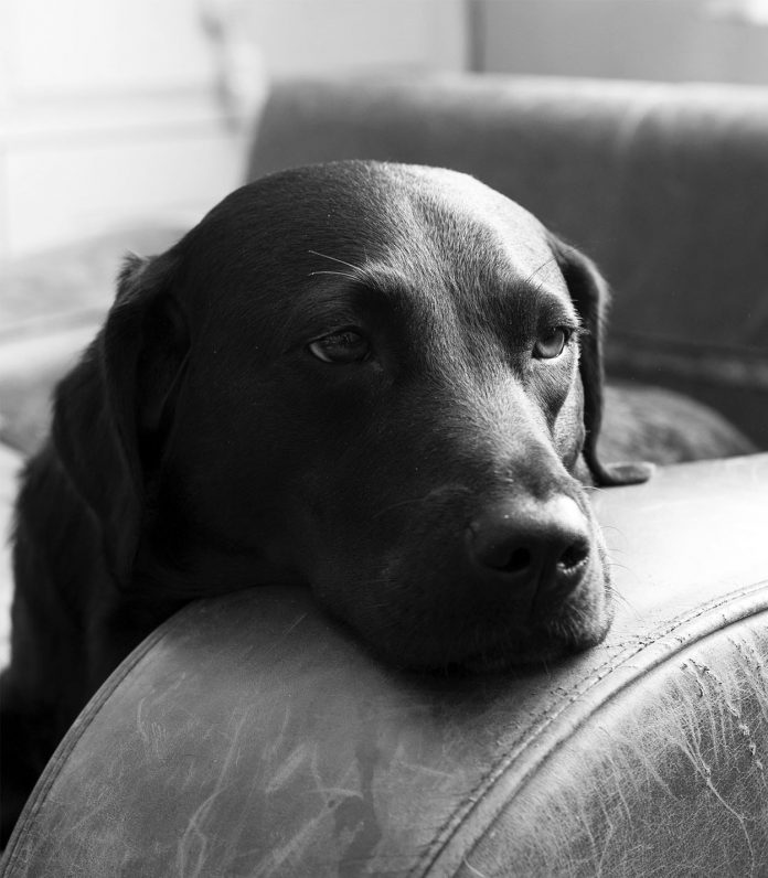 Distemper In Dogs Infection, Symptoms, Prognosis And Vaccinations