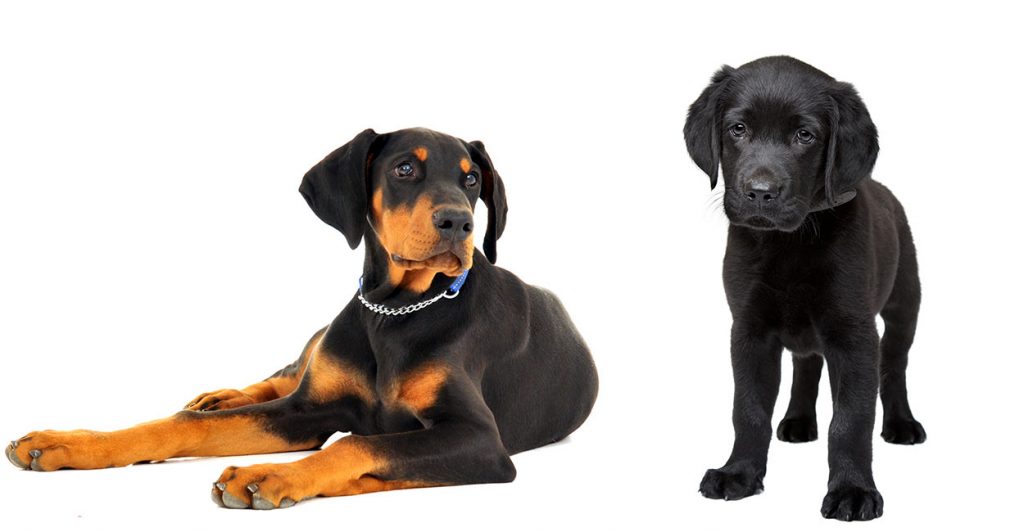 doberman lab mix