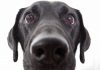 dog ate a battery