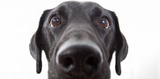 dog ate a battery