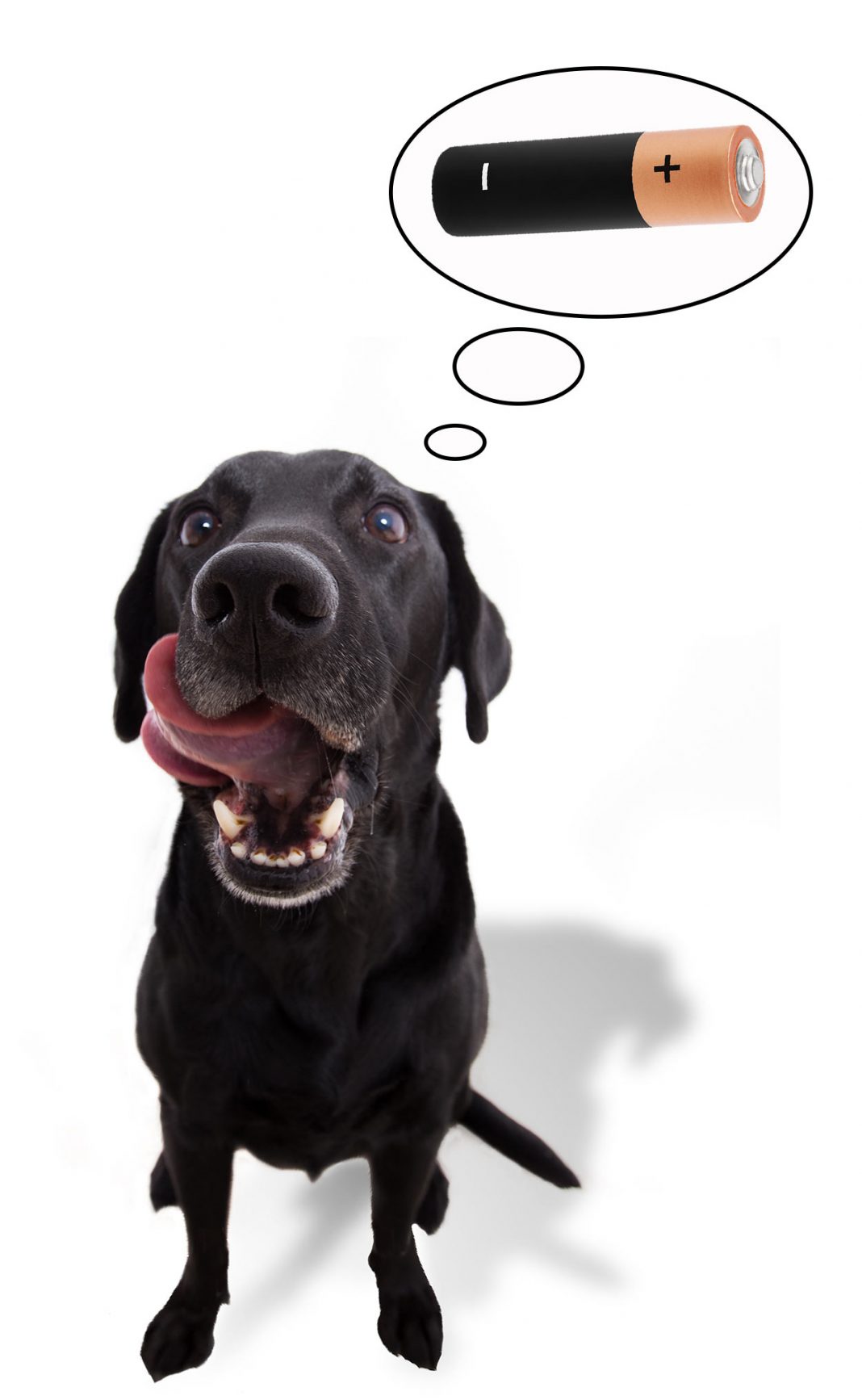 My Dog Ate A Battery Who To Contact And How To Treat Him