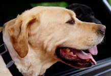 best dog car hammock