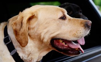 best dog car hammock