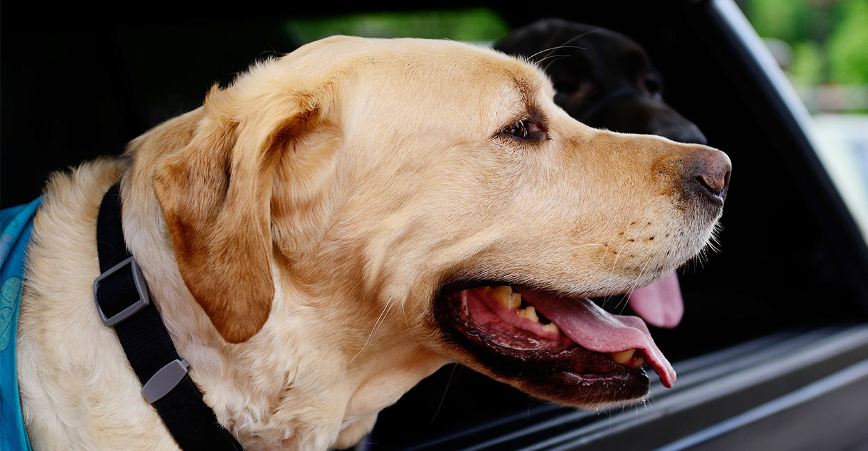 best rated dog car hammock