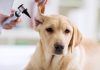dog ear cleaner