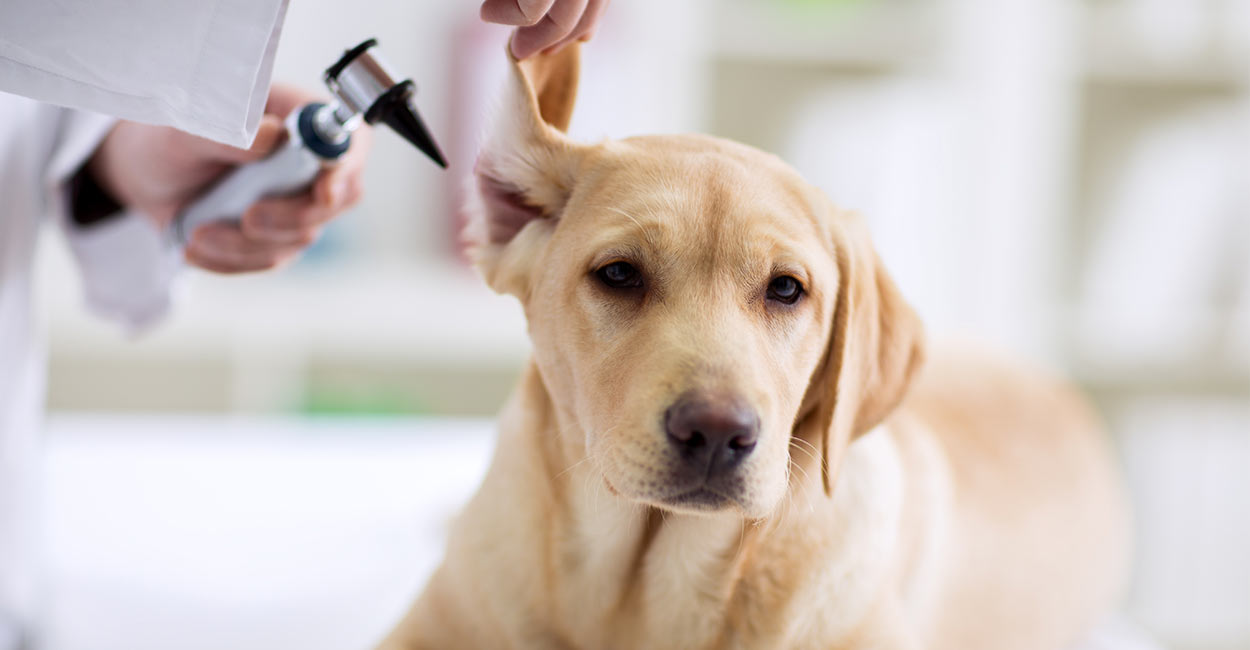 do you fill a dogs ear with vinegar water solution