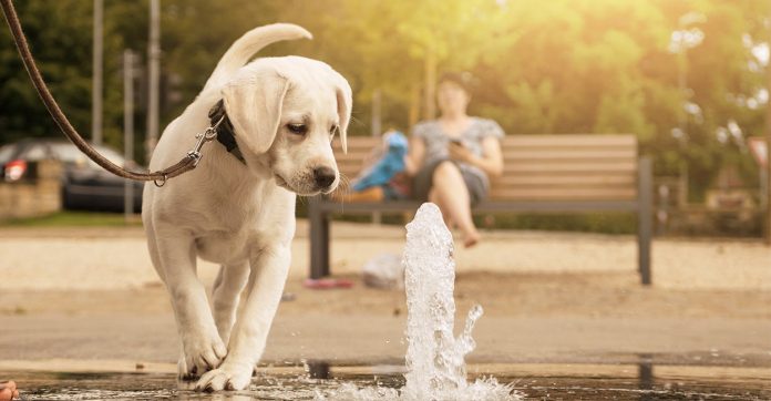 best dog water fountain