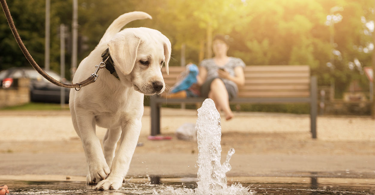 diy dog fountain