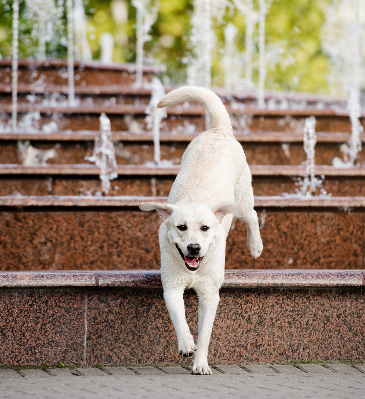 garden water fountain for dogs