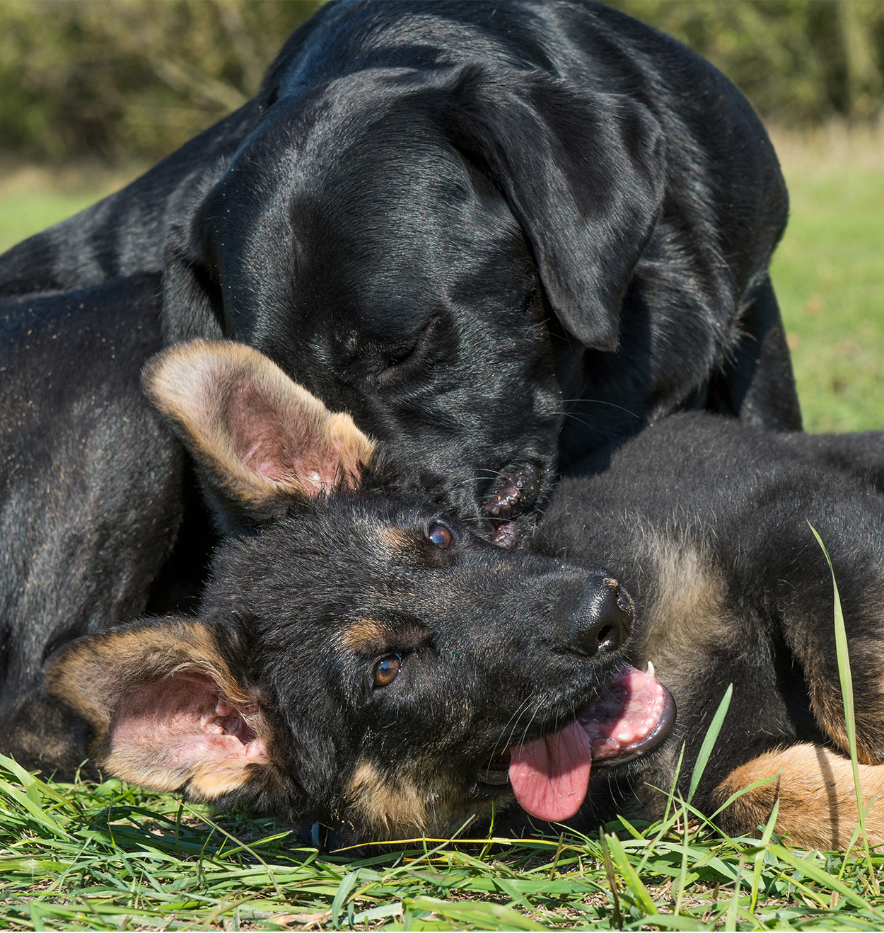 german shepherd vs labrador