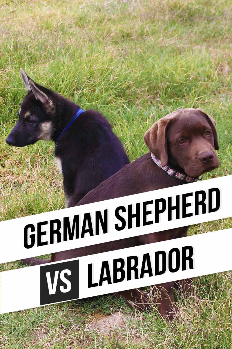 German Shepherd vs Labrador, which is better? - Dog breed review.