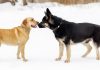 german shepherd vs labrador