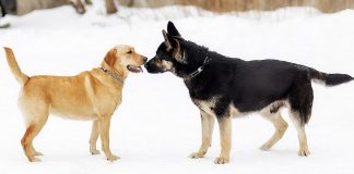 german shepherd vs labrador