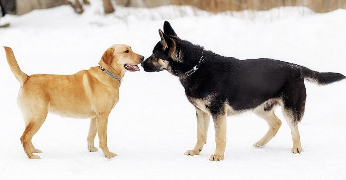 german shepherd vs labrador