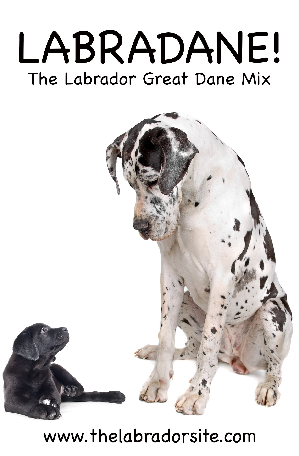 Great Dane Lab Mix Growth Chart