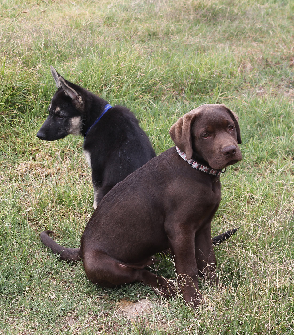 german shepherd vs labrador