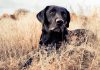 hunting dog names