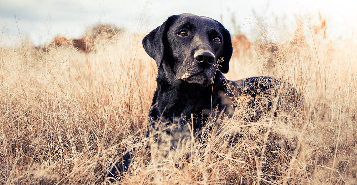 gun dog boots