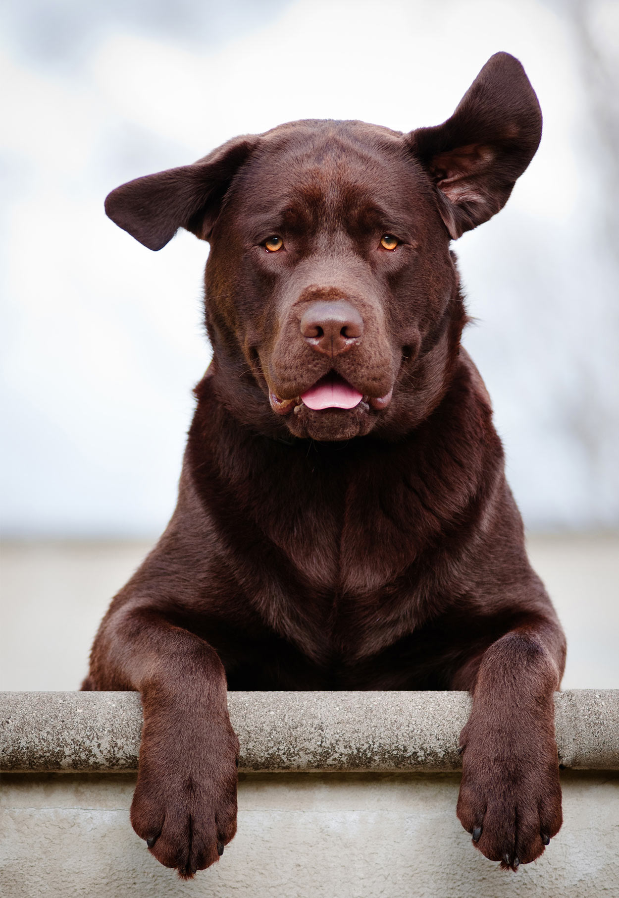 can i use diluted peroxide to clean my dogs muzzle