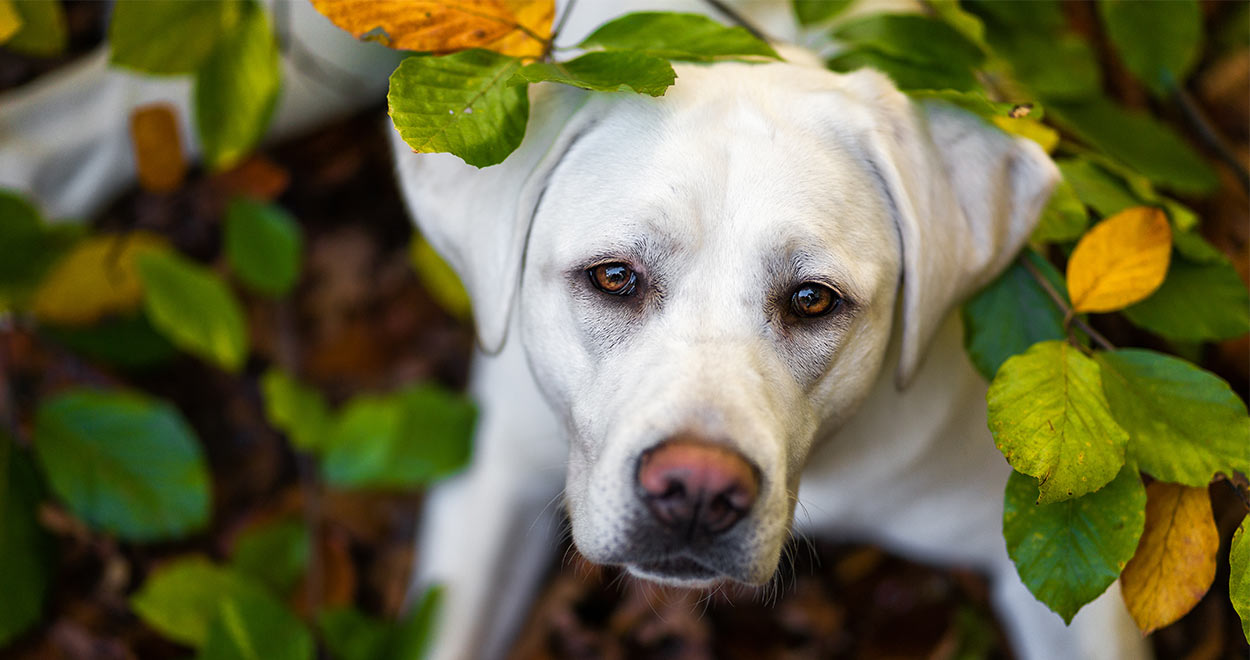 can i use diluted peroxide to clean my dogs muzzle