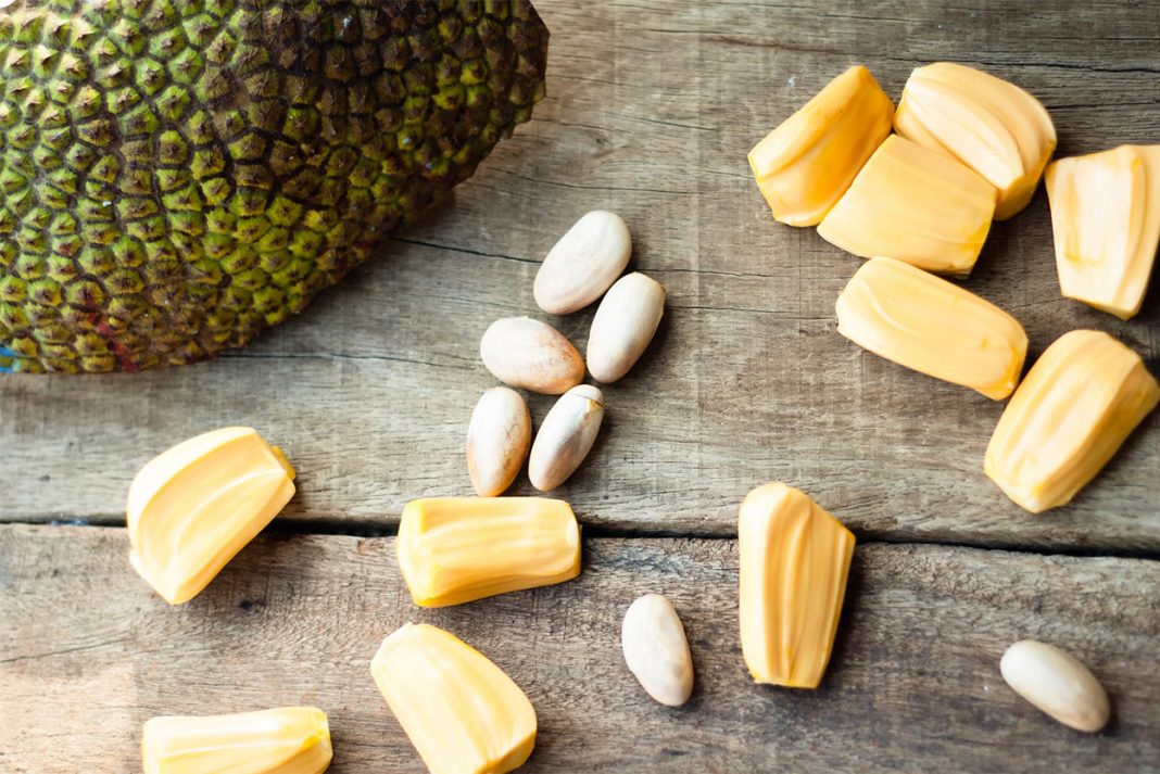 Can Dogs Eat Jackfruit Or Is It Bad For Them To Share?