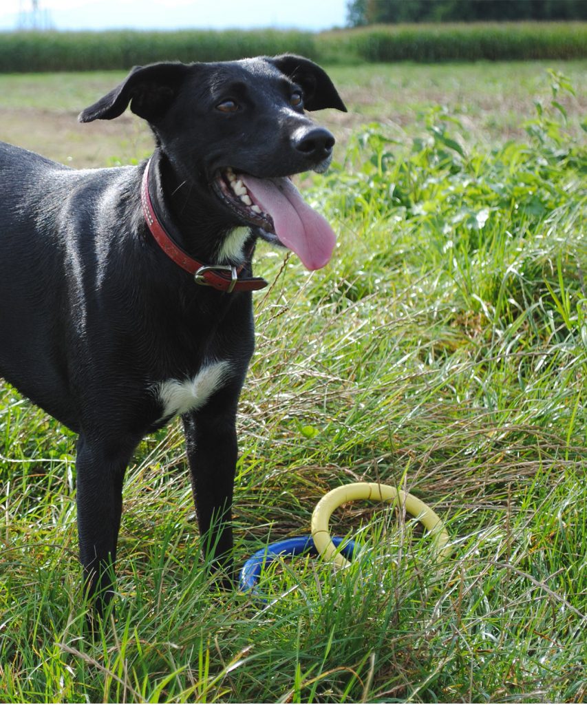 Lab Hound Mix A Complete Guide To Labrador Hound Mix Breed Dogs