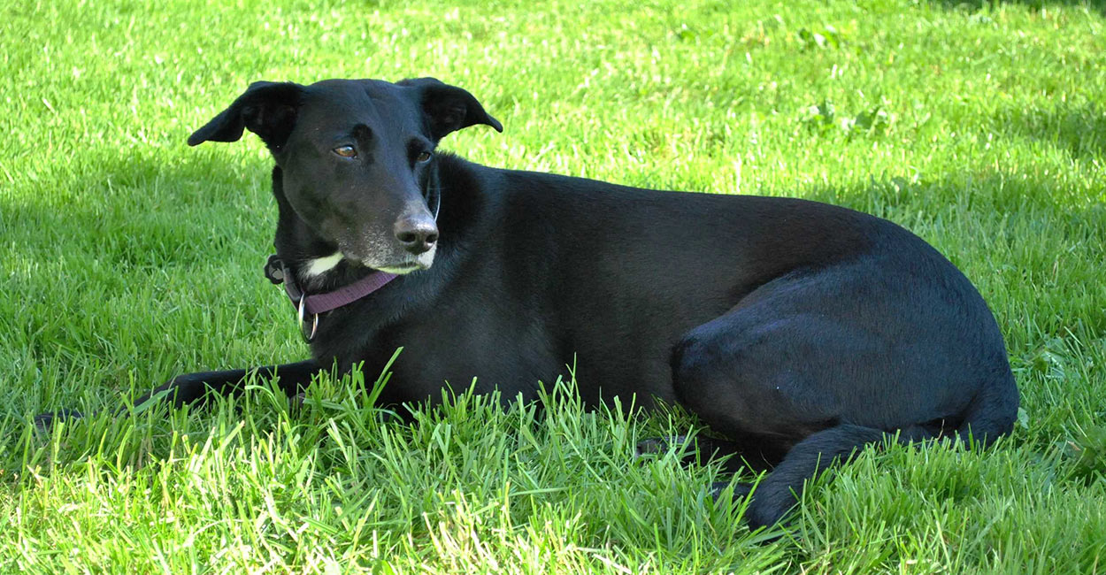 black lab coonhound mix puppy