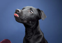 lab hound mix