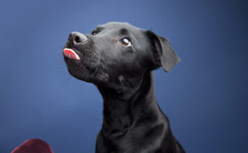 lab hound mix