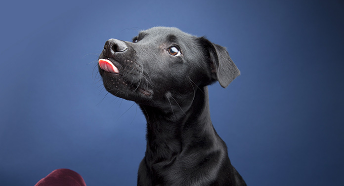 black lab coonhound mix puppy