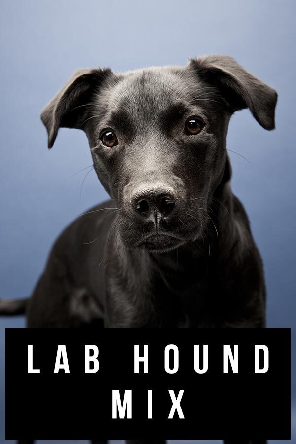 lab hound mix