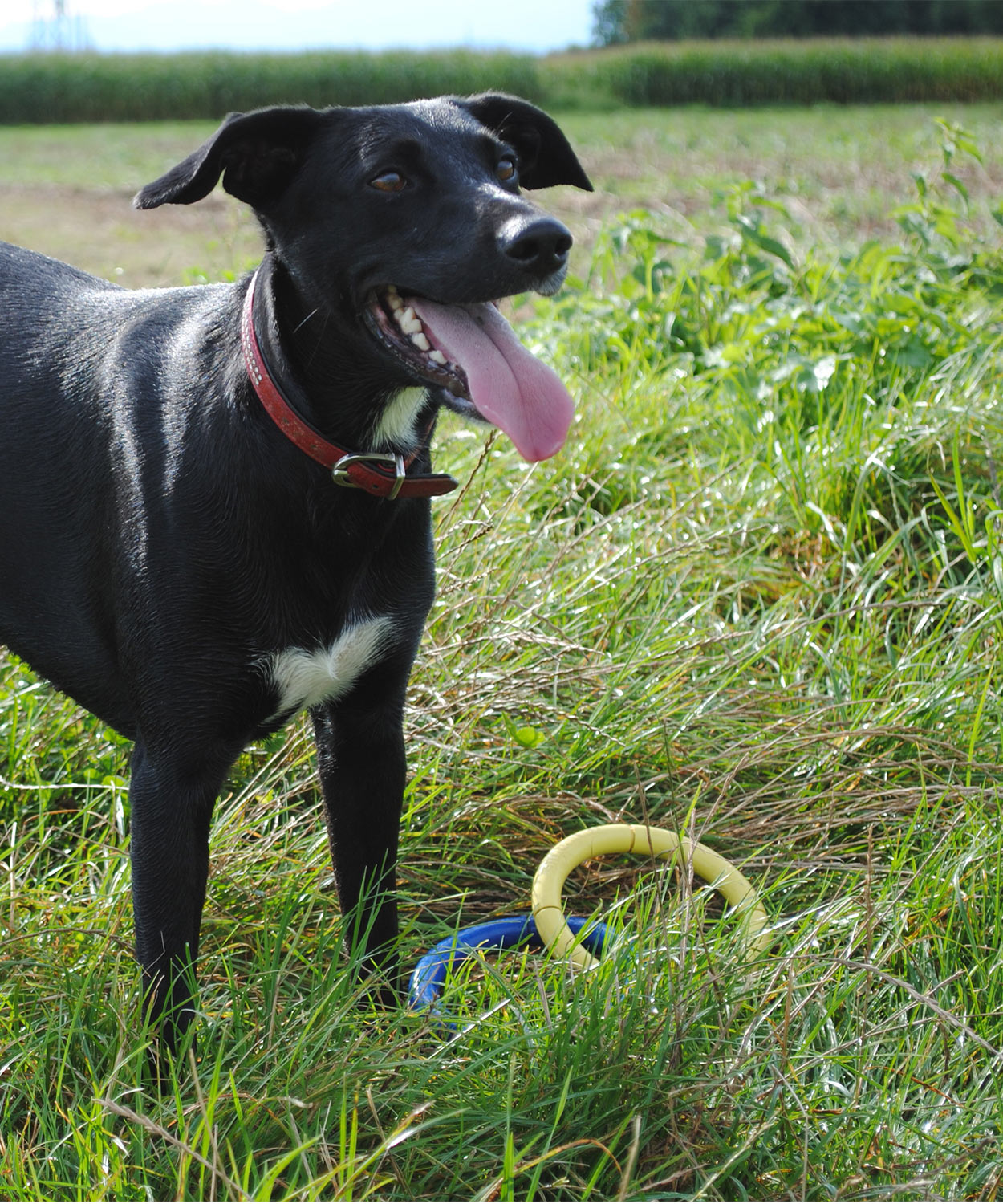 black lab coonhound mix puppy