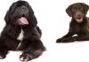 newfoundland lab mix