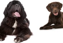 newfoundland lab mix